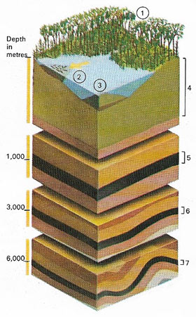 Coal formation