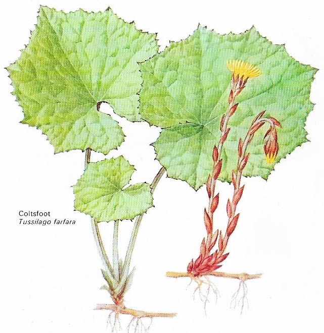 Coltsfoot is a well-known composite whose yellow dandelion-like flower appears before the leaves.