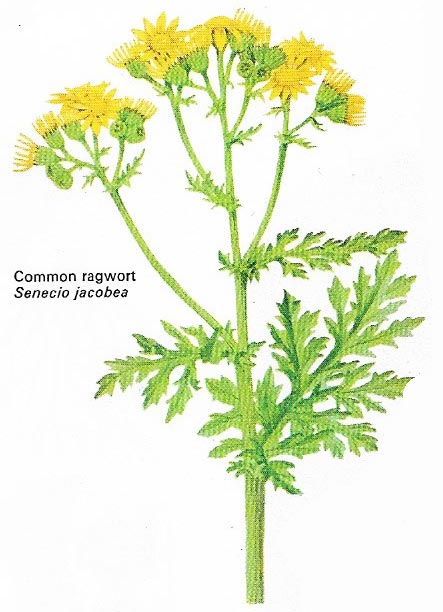 Common ragwort