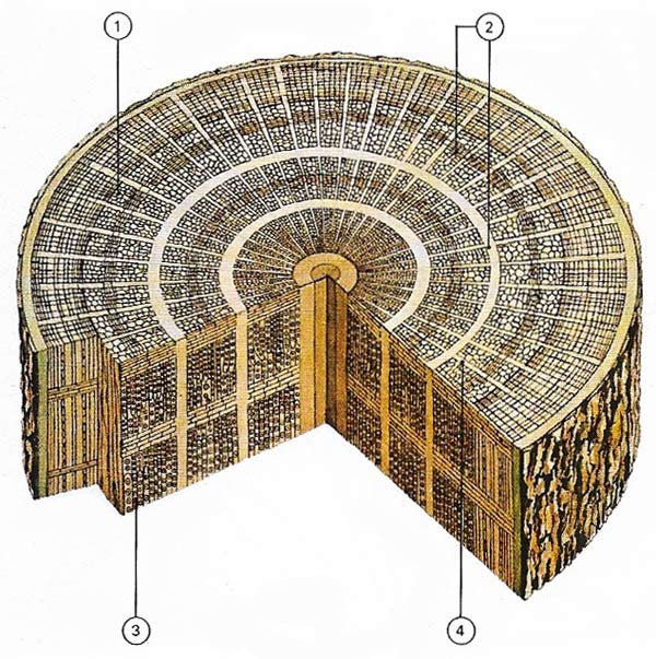 The wood of coniferous trees is called softwood because it is easily worked.