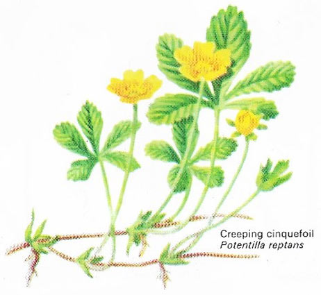 The creeping cinquefoil is a member of the widespread rose familyand occurs as a common weedin gardens and fields.