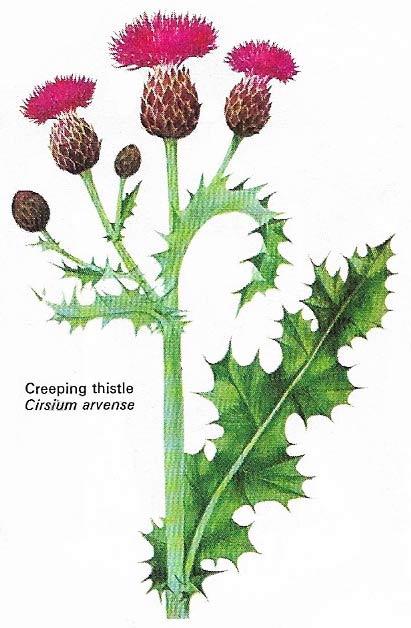 Creeping thistle