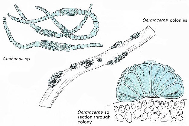 Types of cyanobacteria