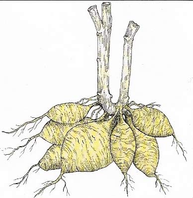 Dahlia tuber