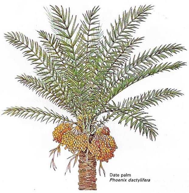 Date palm