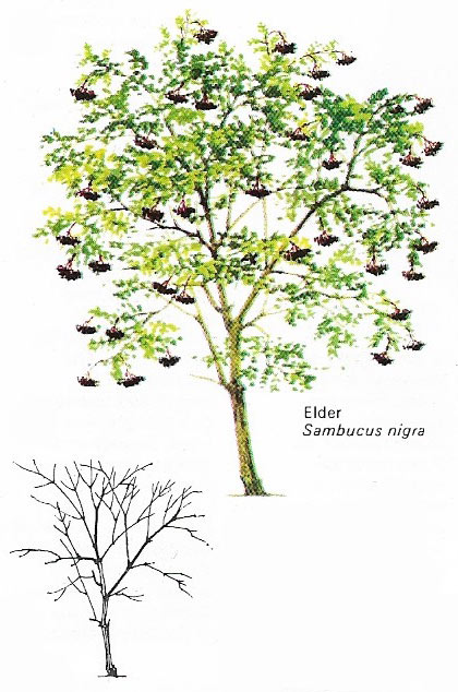 The elder (family Caprifoliaceae), native to Europe, grows to a height of 12 m (40 ft).