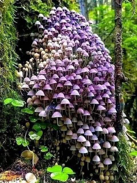 Fairy Inkcap