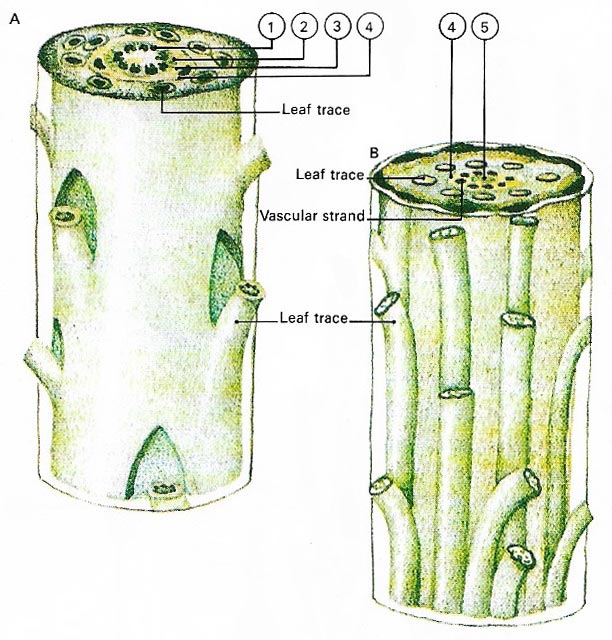 Ferns have more primitive systems for conducting water and mineral salts (vascular systems) than do flowering plants.