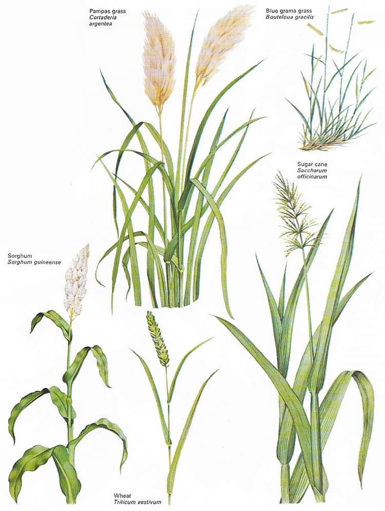 Of all the plants with one seed leaf, the grasses (family Poaceae) are themost important economically and many have been developed as crops.