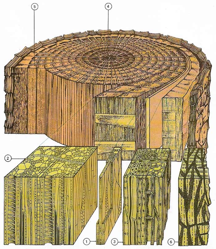 Trees increase in girth by rings of new wood produced annually in temperate zones but less often in the tropics.