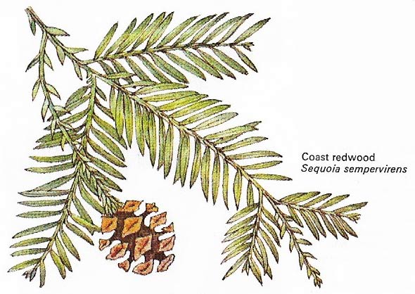 Gymnosperm