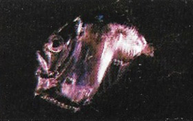 The hatchet fish (Sternoptyx diaphanaem) is typical of the luminous fish of the bathyal zone.