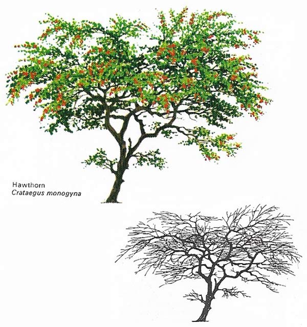 The limes or lindens (family Tiliaceae) have some of the largest leaves found on deciduous trees.