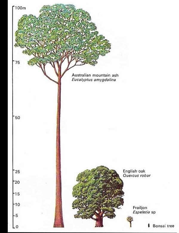 Sap circulates in a tree.