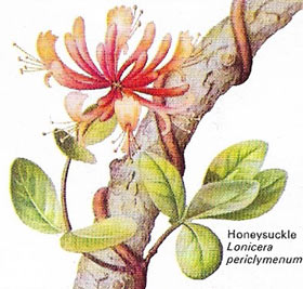 Honeysuckle