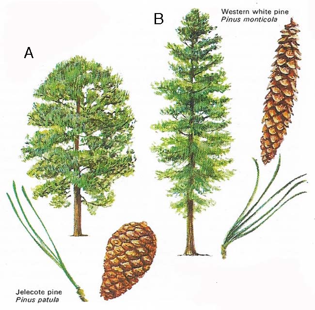 Jelecote pine and western pine