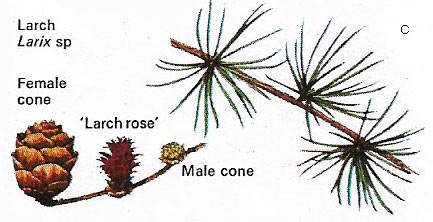 Larch cones