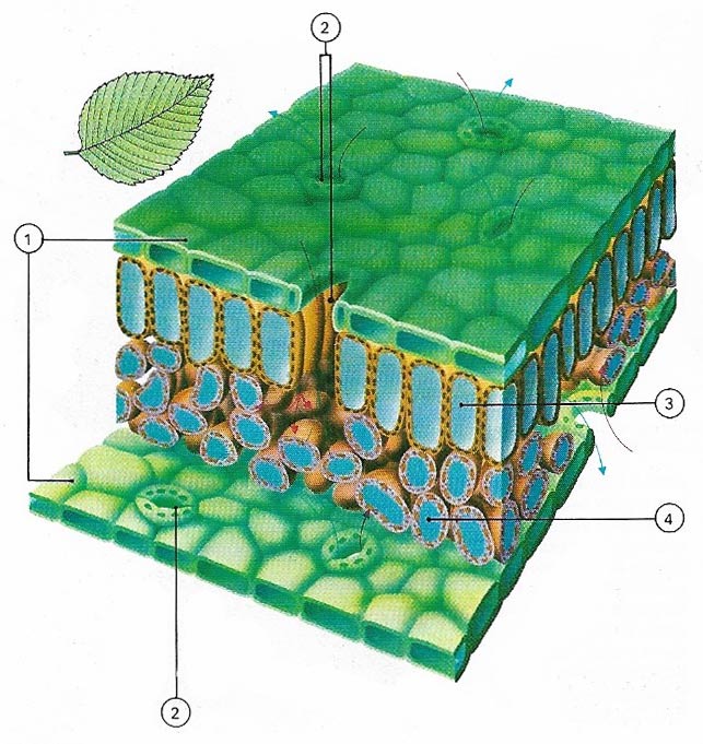 Cross-section of a leaf