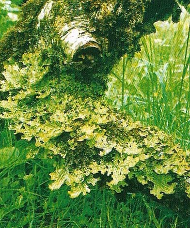 A typical leafy lichen is the tree lungwort (Lobaria pulmonaria), one of 70 species which are mistly subtropical.