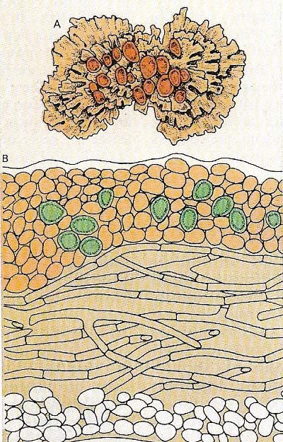 Lichens arise from the mutually beneficial partnership that can develop between and fungus and an alga and/or cyanobacterium.