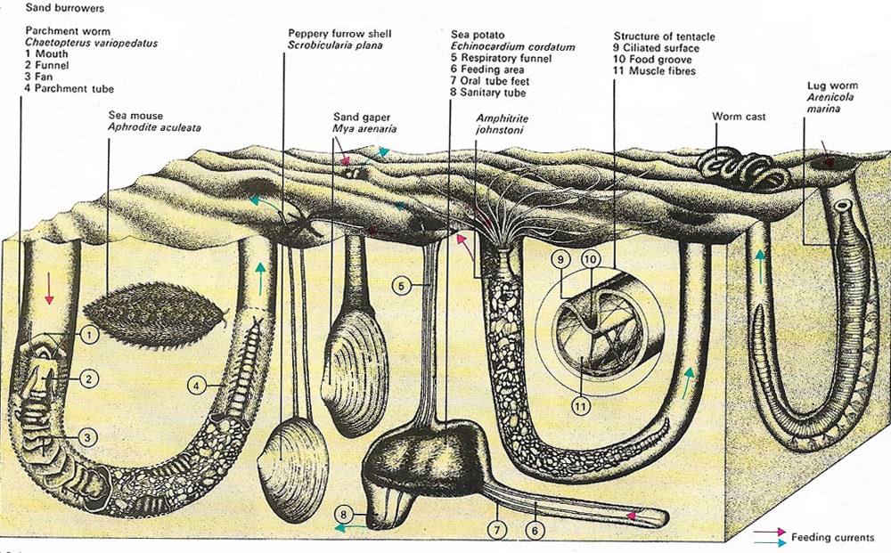 The surface of a sandy beach at low tide gives few clues to the amount of life hidden beneath it.