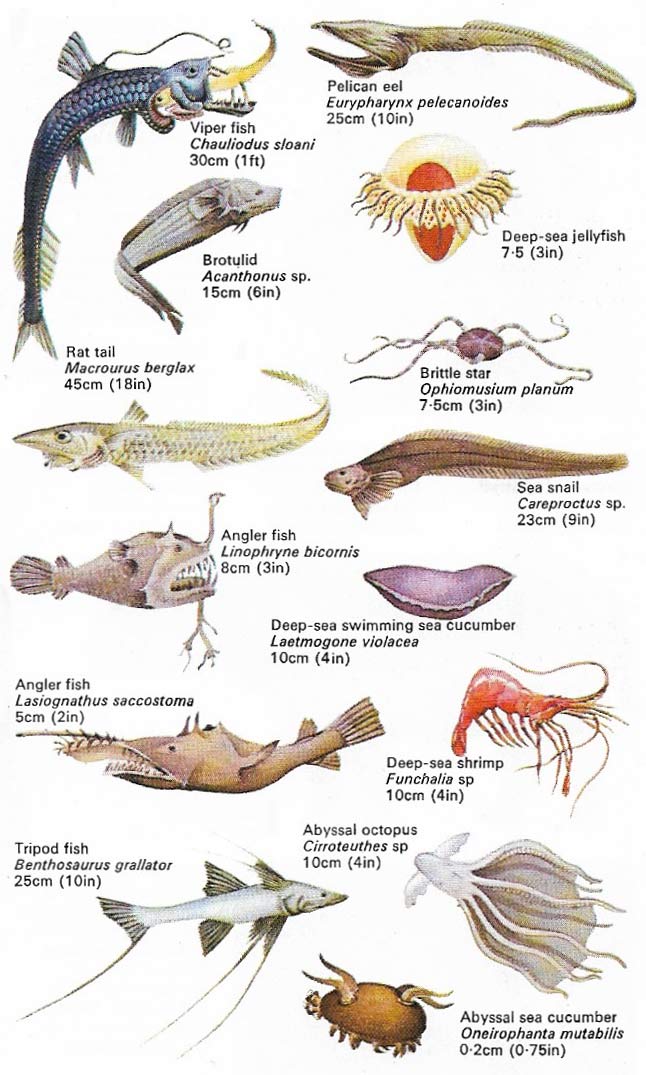 abyssal zone food web