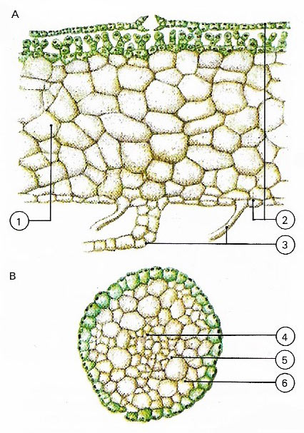 liverwort thallus