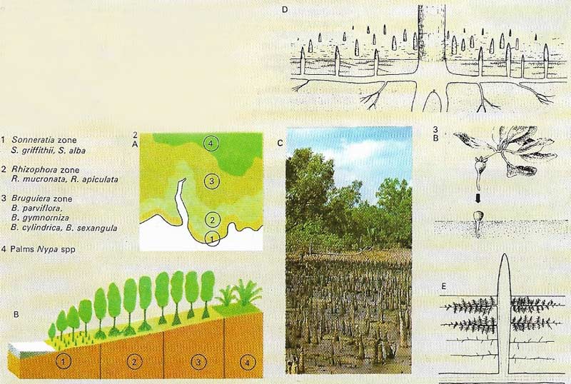 Mangrove forest