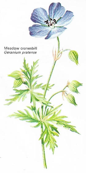 Meadow cranesbill