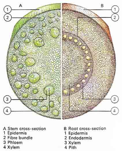 Monocotyledonous stem