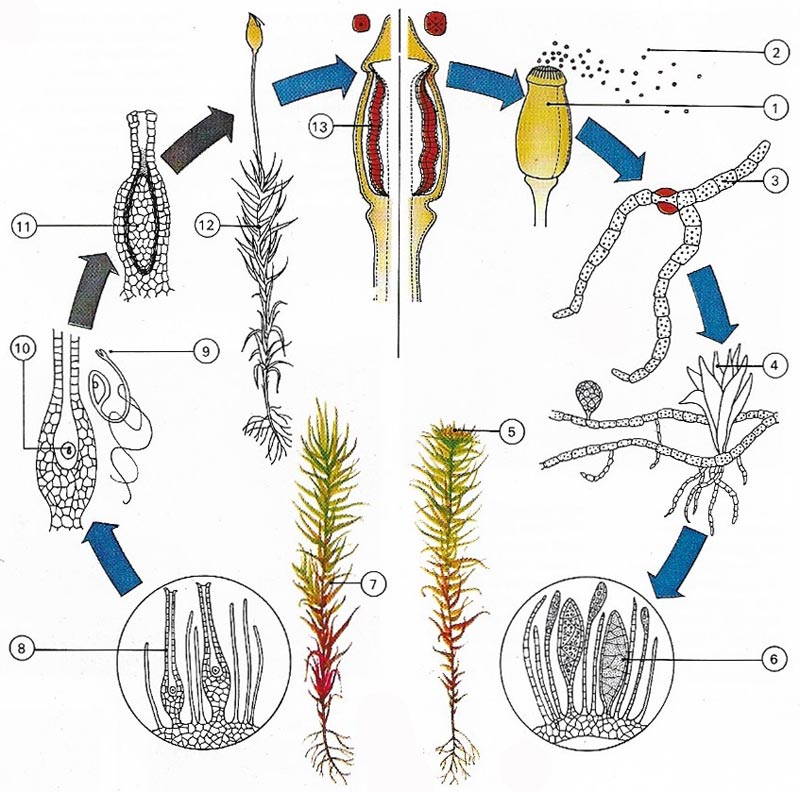 life cycleof a moss