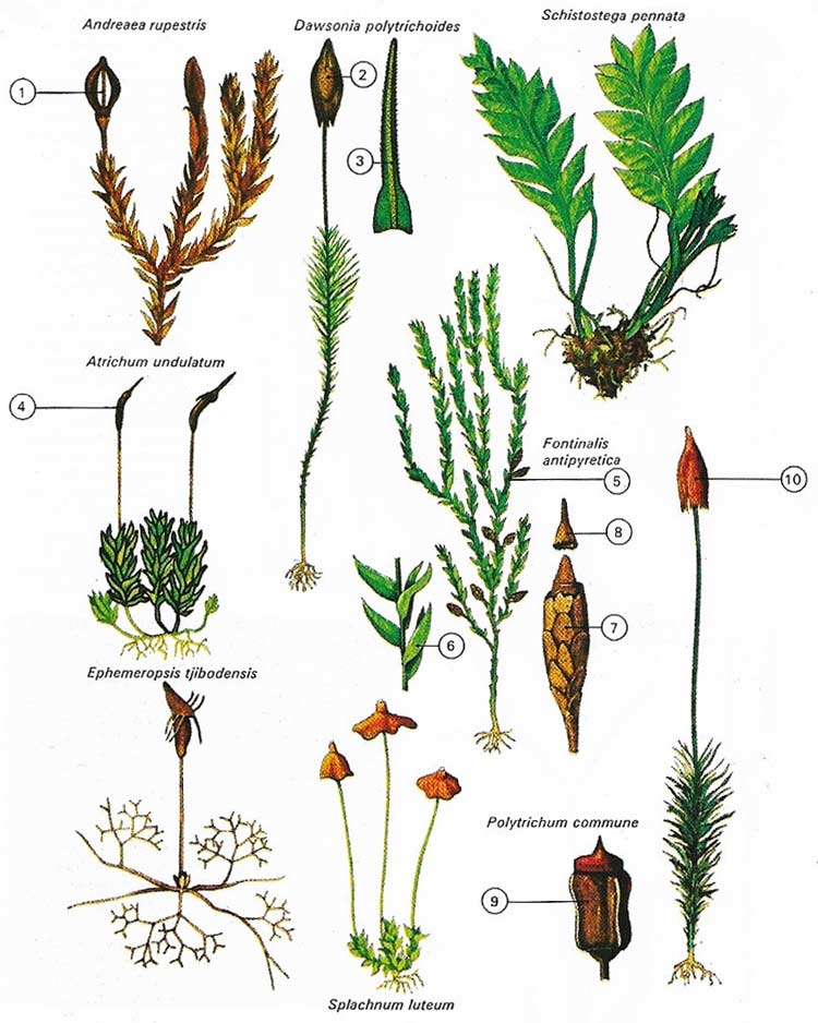 Varieties of moss