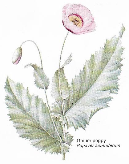 The opium poppy has been cultivated since the Middle Ages.