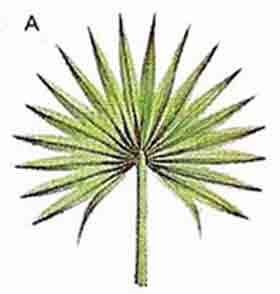Palmate palm leaf