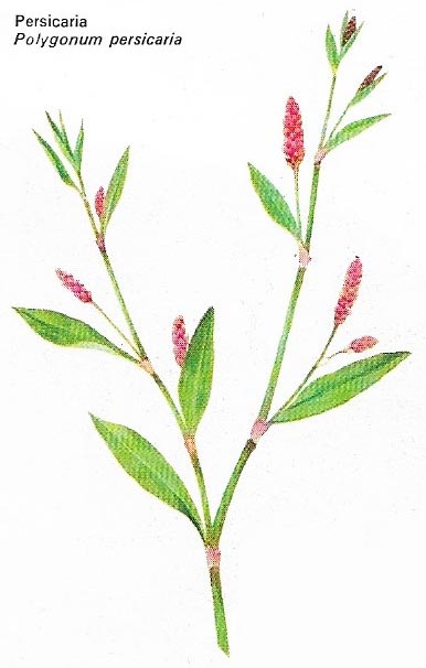 Persicaria