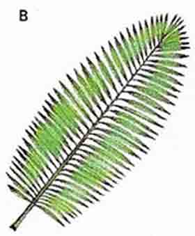 Pinnate palm leaf