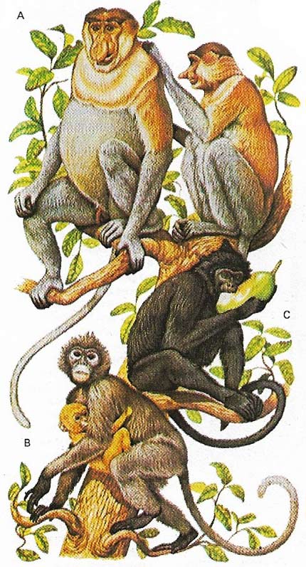 The mangrove forests of Borneo and Southeast Asia are the home of the proboscis monkey. The silvered langur and dusky langur live in the same habitat.