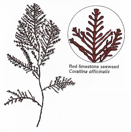 Red algae