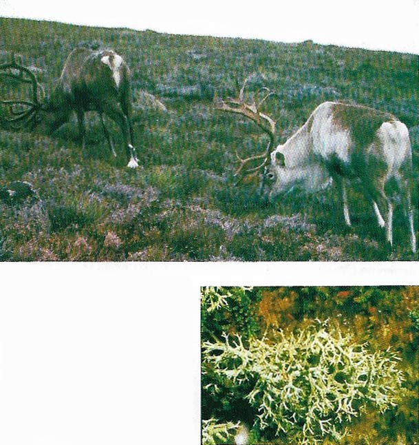 Reindeer moss (Cladonia rangifera) is the staple diet of reindeer in the long months of the Arctic winter.