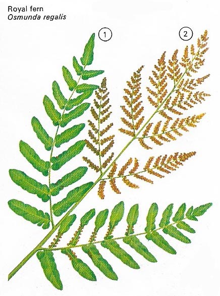 The royal or flowering fern flourishes in wet, peaty areas all oevr the world.