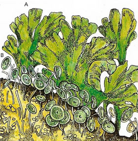 Sea lettuce and Acetabularia