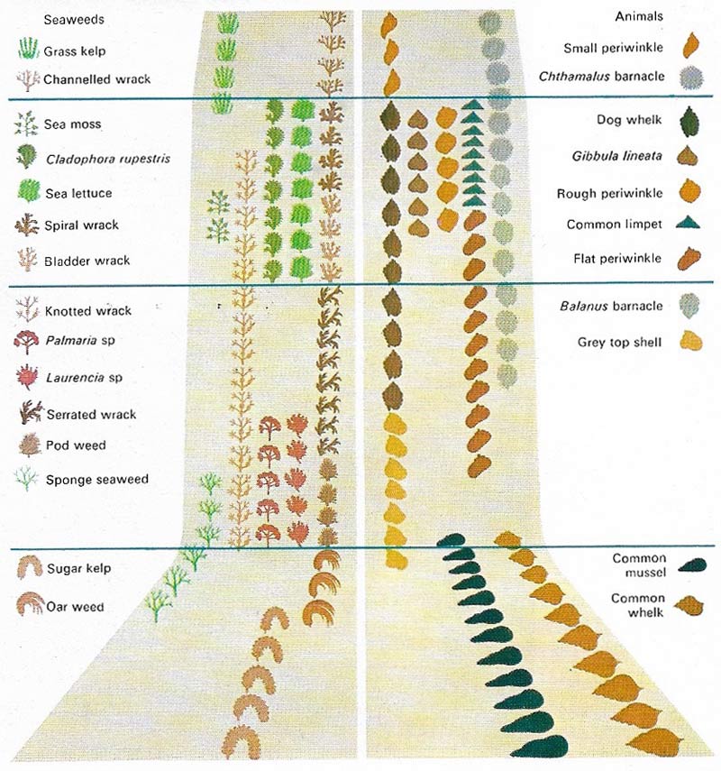 Seashore zones