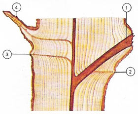 Section of a trunk