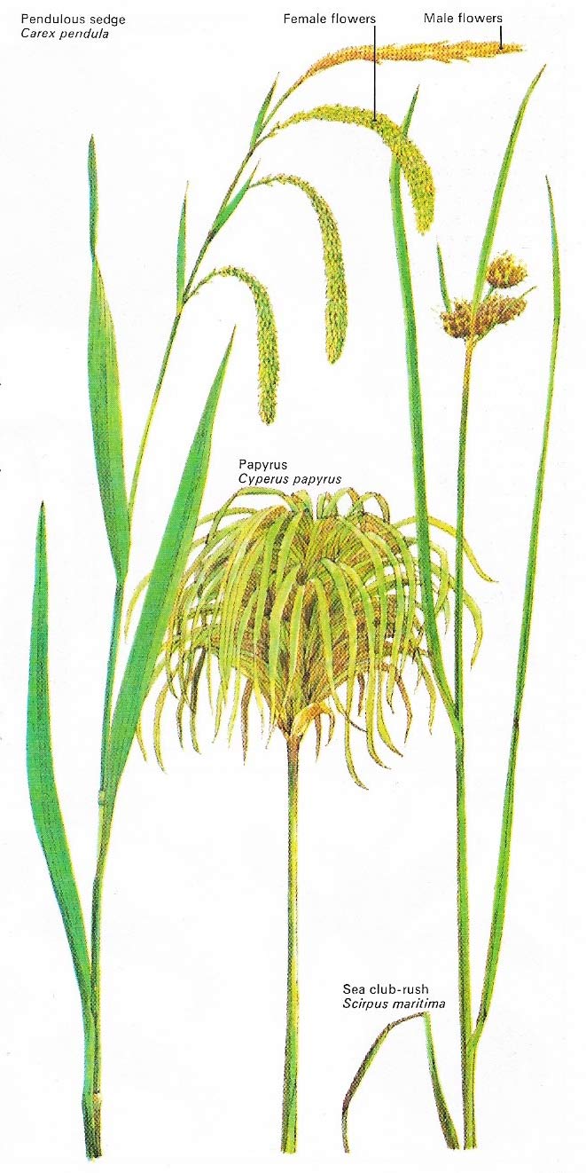 Sedges