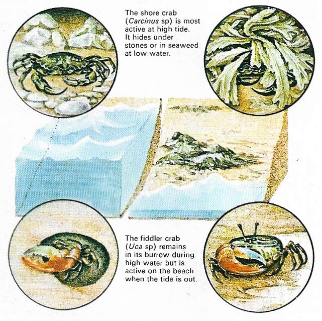Shore and fiddler crabs