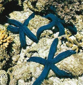 Starfish