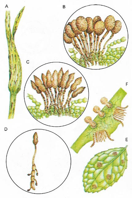 Stem rust