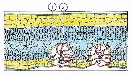 Stoma