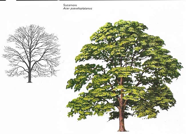 The limes or lindens (family Tiliaceae) have some of the largest leaves found on deciduous trees.