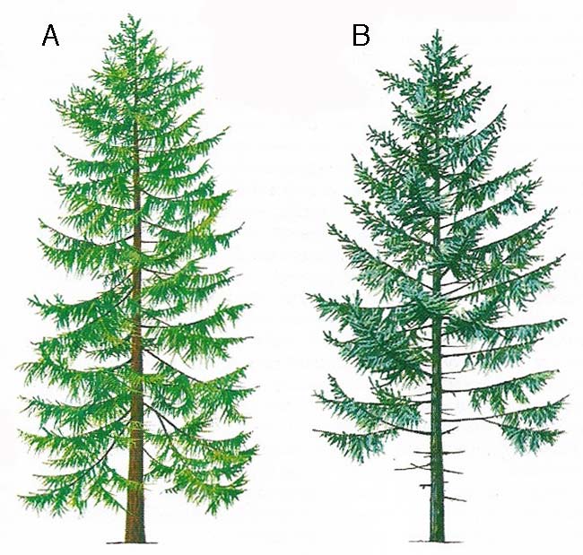 Tamarack (left) and white spruce